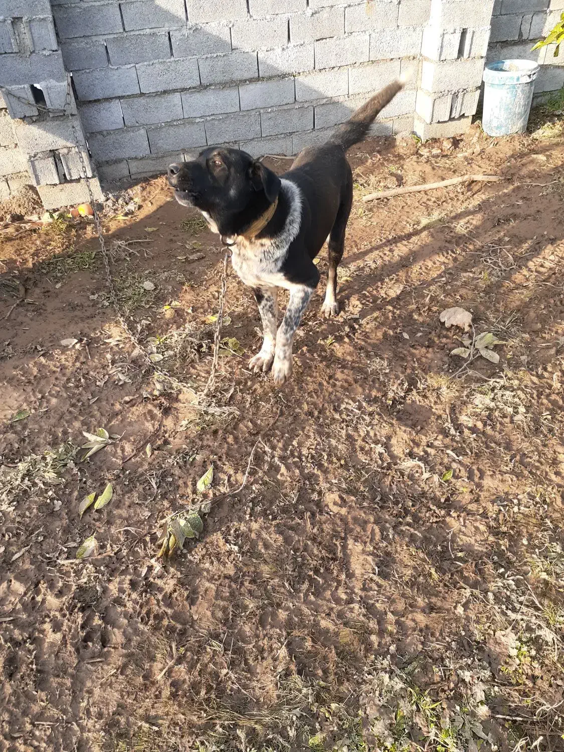 سگ سرابی|سگ|قائم‌شهر, |دیوار