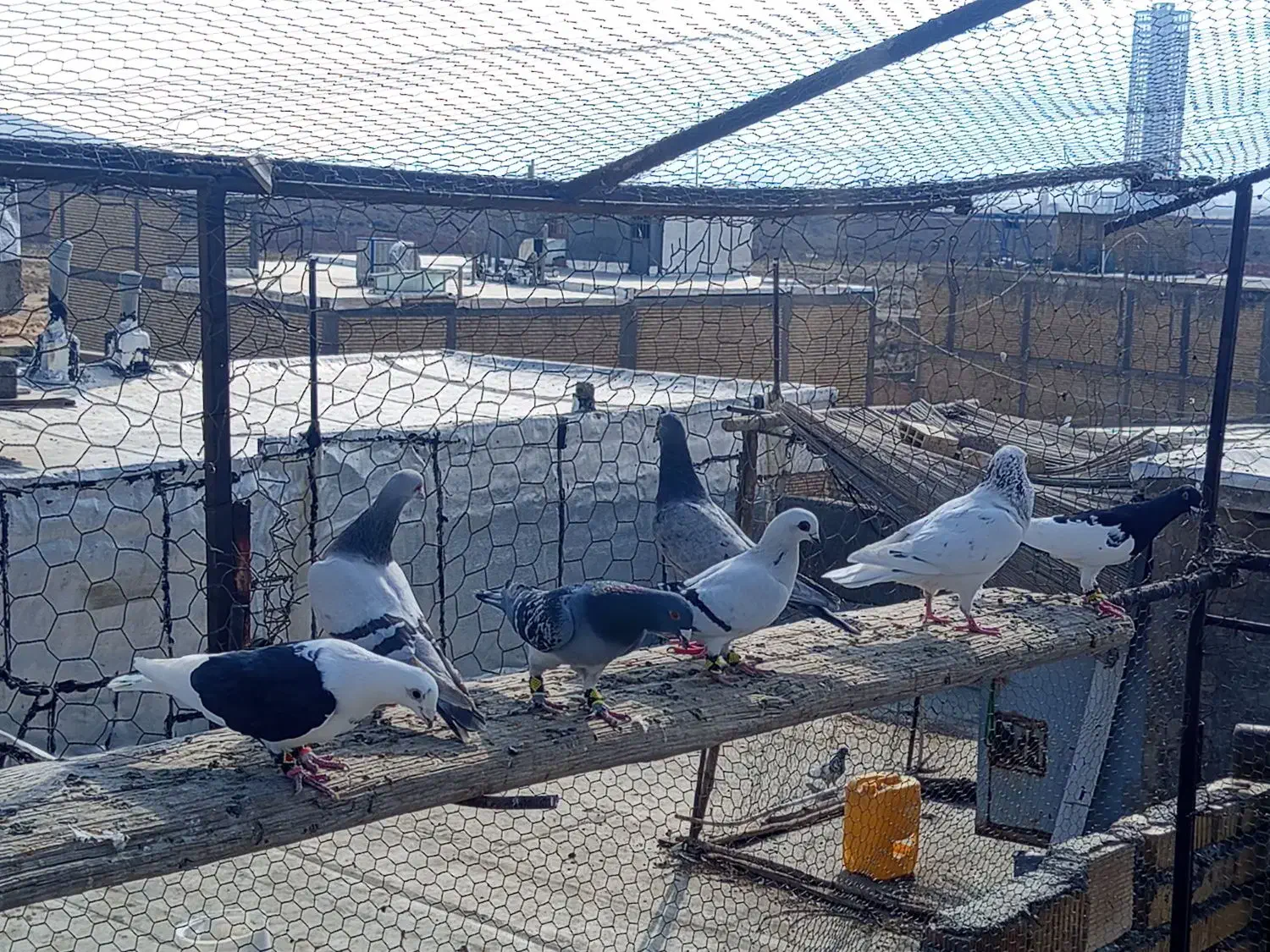 کبوتر کفتر|پرنده|شیراز, شهرک قمشه|دیوار