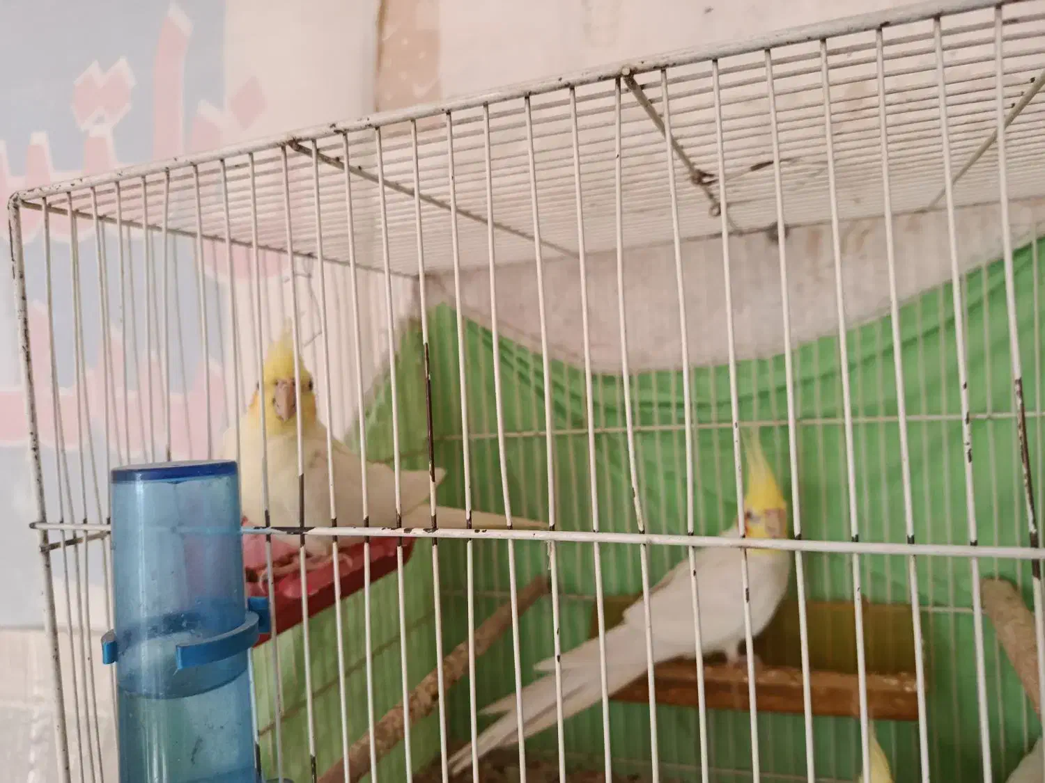 عروس|پرنده|مشهد, کلاته برفی|دیوار