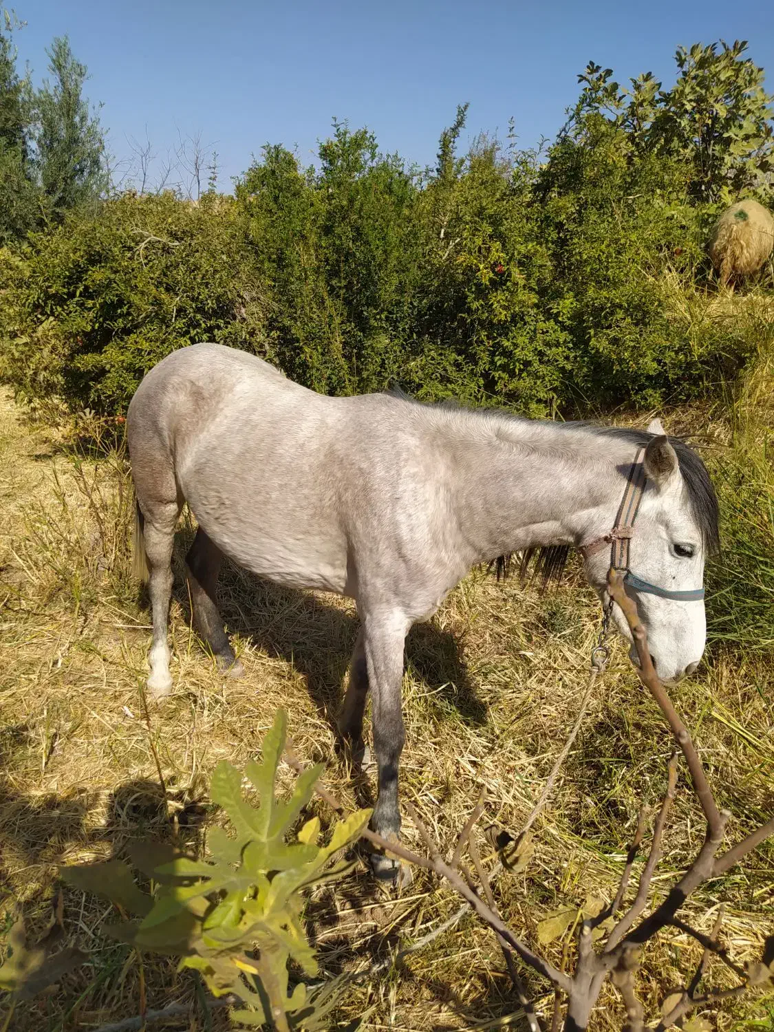 یه عدد مادیان چهارسال زیبا و عزیز|اسب و تجهیزات اسب‌سواری|سرپل ذهاب, |دیوار