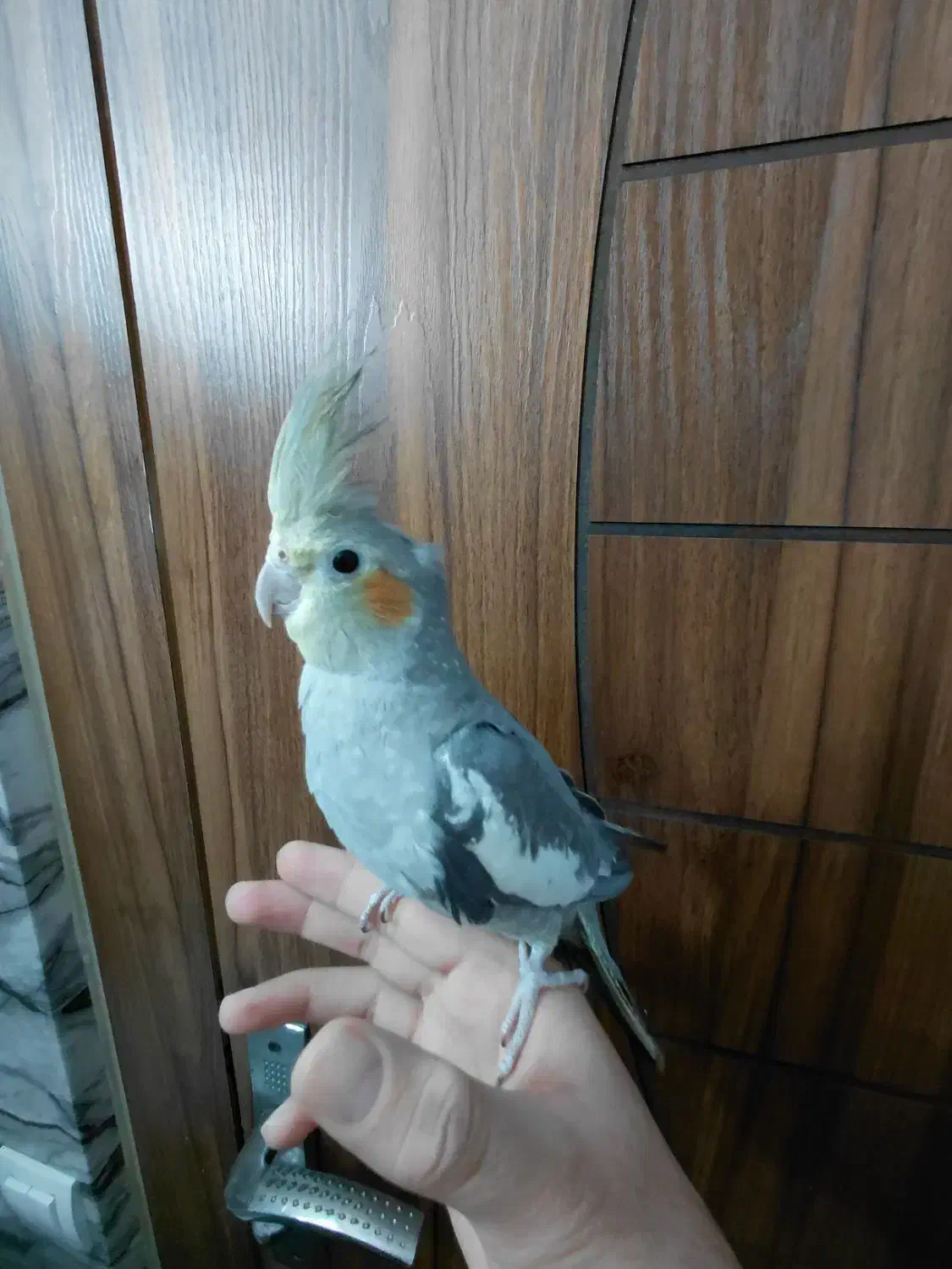 عروس هلندی نر ۴ ماهه|پرنده|اصفهان, باغ کاران|دیوار