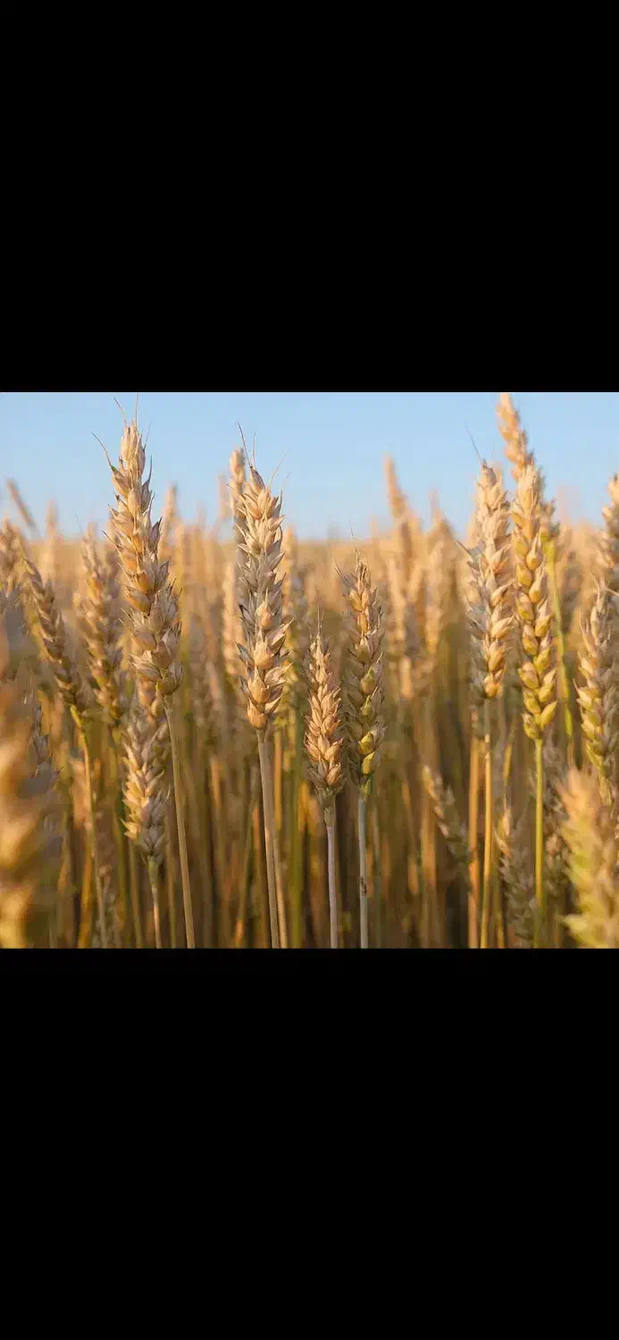 بذر گندم مادری|خدمات باغبانی و درختکاری|پارسآباد, |دیوار