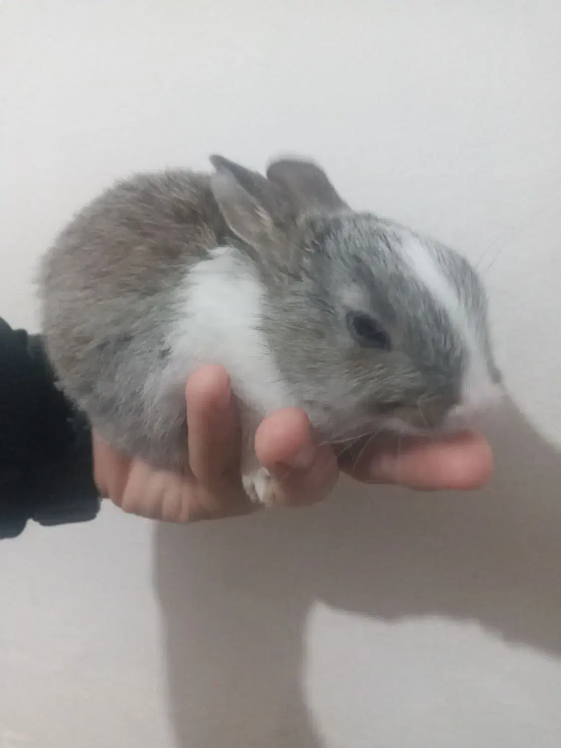 حیوان|موش و خرگوش|محمدیه-قزوین, |دیوار