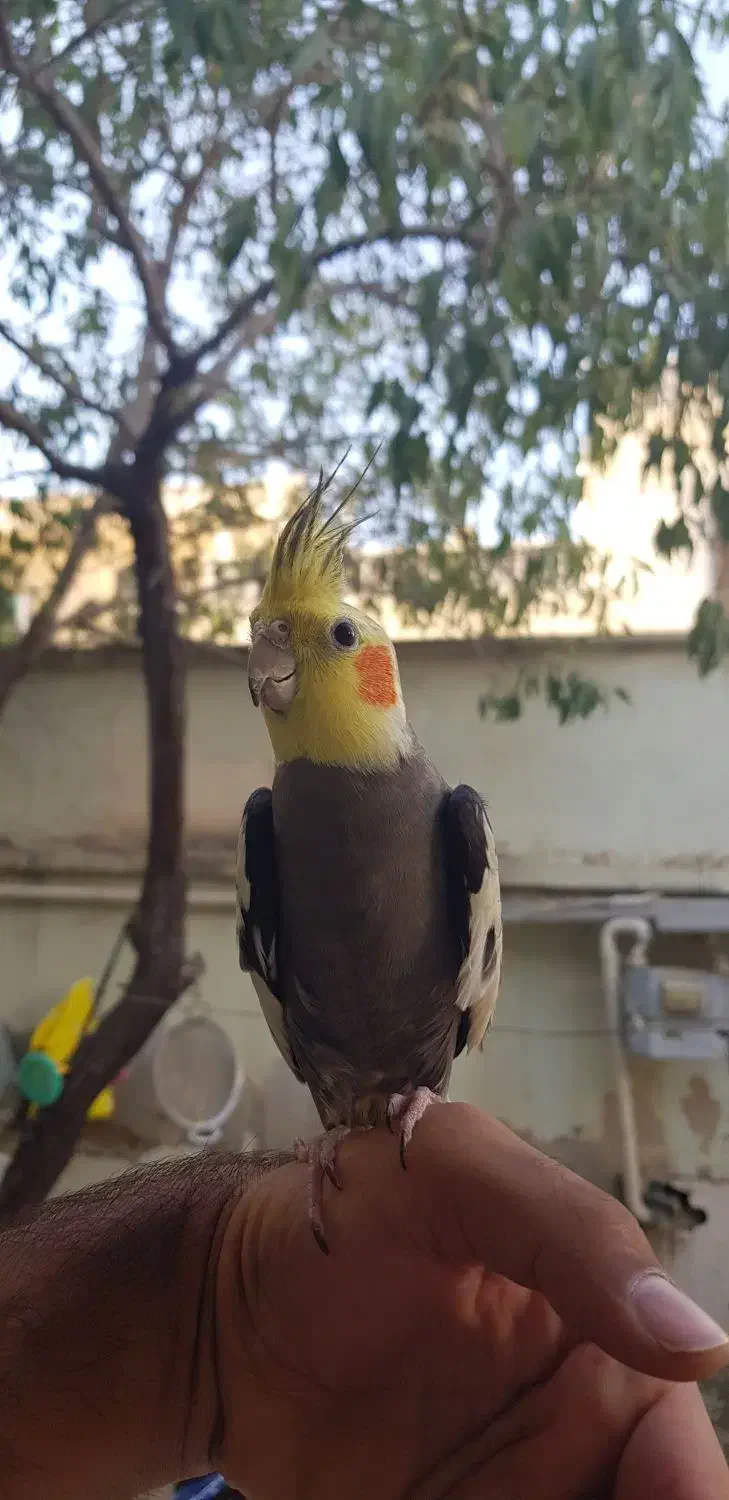 عروس هلندی نر طوسی بالغ دستی حلقه پاقیمت مناسب|پرنده|فیروزکوه, |دیوار