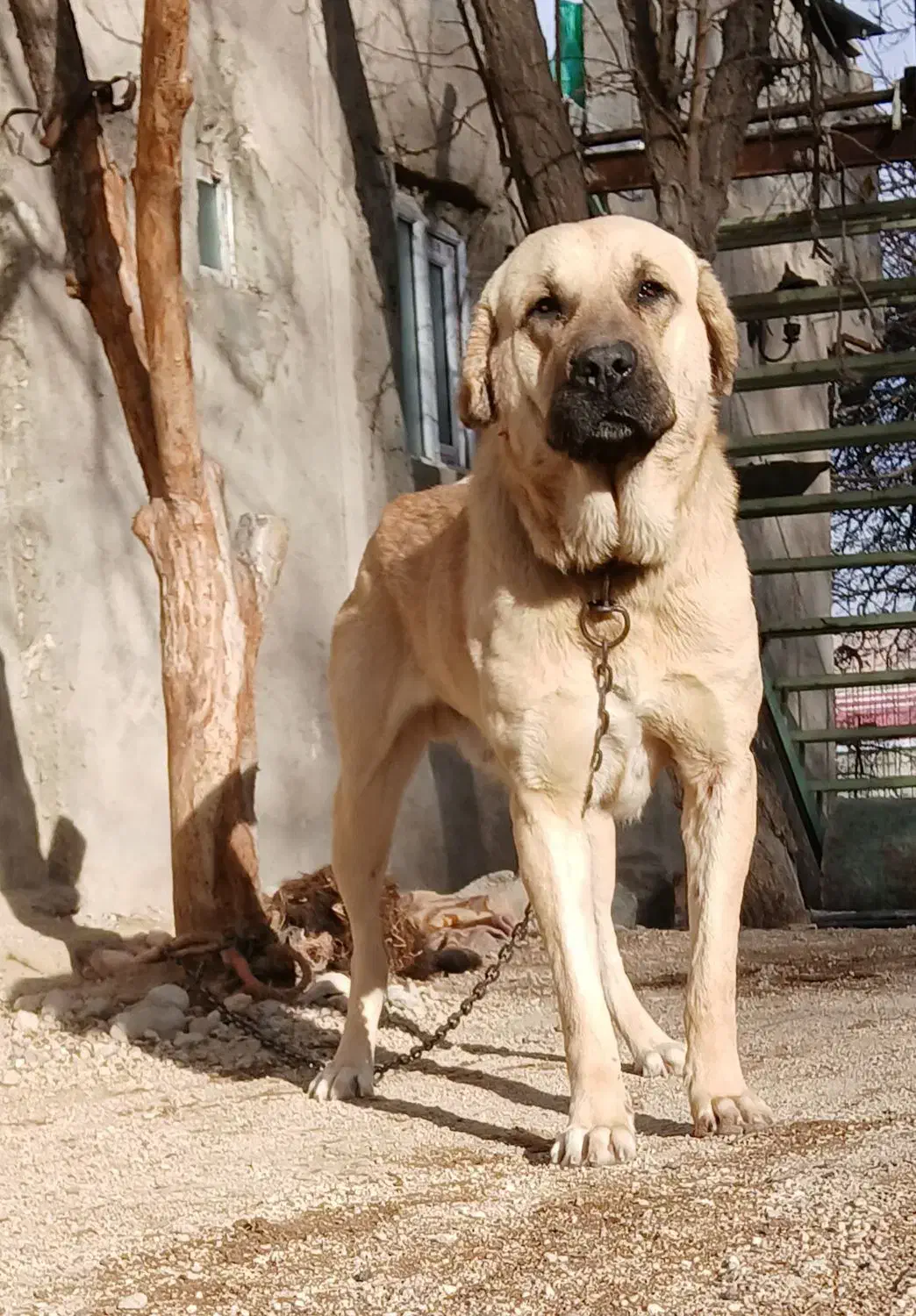 بویکا|سگ|باسمنج, |دیوار