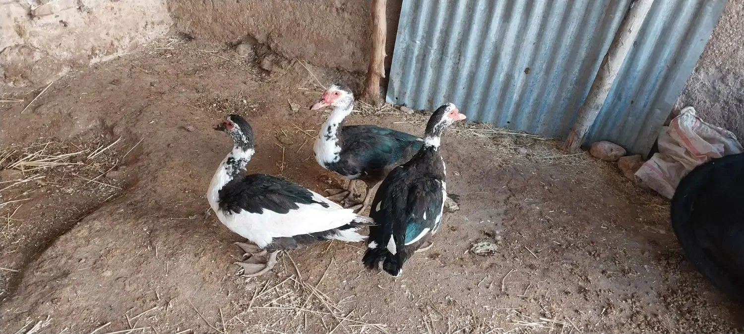 اردک‌نر‌‌وماده‌‌‌محلی‌وروسی‌موجوده|حیوانات مزرعه|گوآور, |دیوار