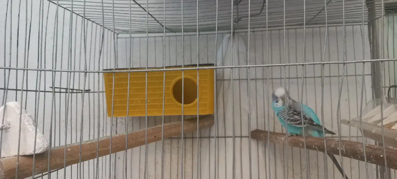 جفت مرغ عشق|پرنده|تهران, بیسیم|دیوار