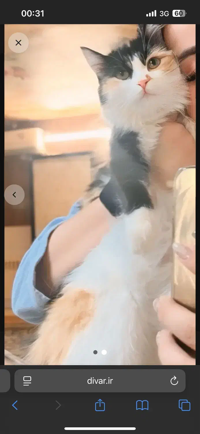 گربه شناسنامه دارو مهربون|گربه|یزد, |دیوار