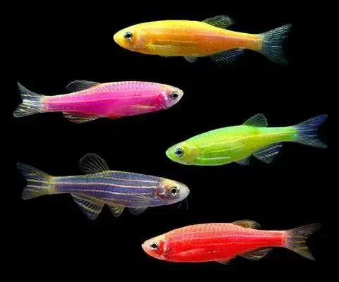 ماهی تایگر و کالر و زبرا|ماهی|ساری, |دیوار