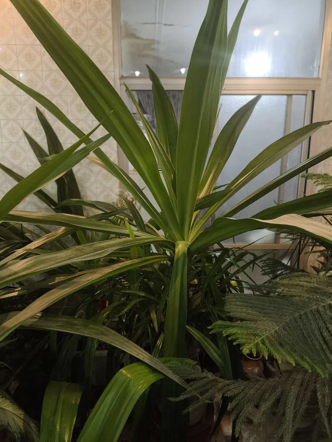 گل پاندانوس|گل و گیاه طبیعی|یزد, |دیوار