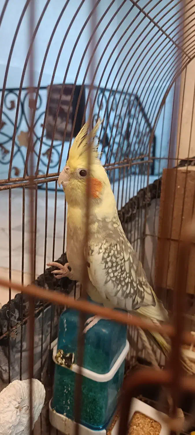 عروس هلندی نر و ماده با سه تا تخم|پرنده|تهران, دولاب|دیوار