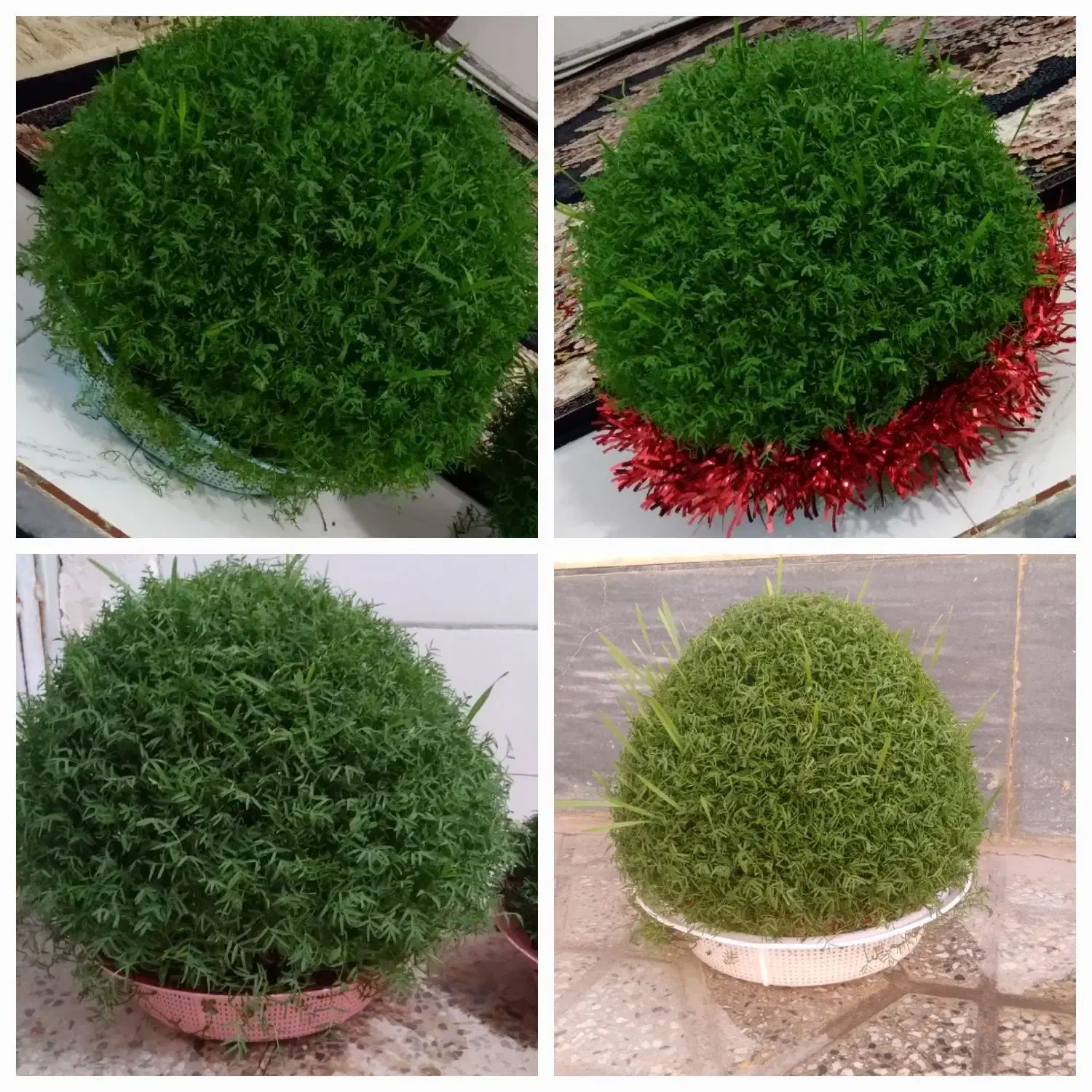 سبزه آماده|گل و گیاه طبیعی|کوهدشت, |دیوار