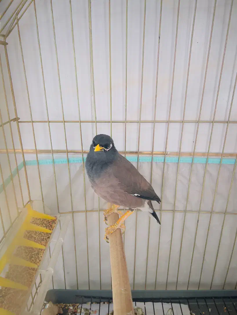 مرغ مینا سخنگو|پرنده|رفسنجان, |دیوار