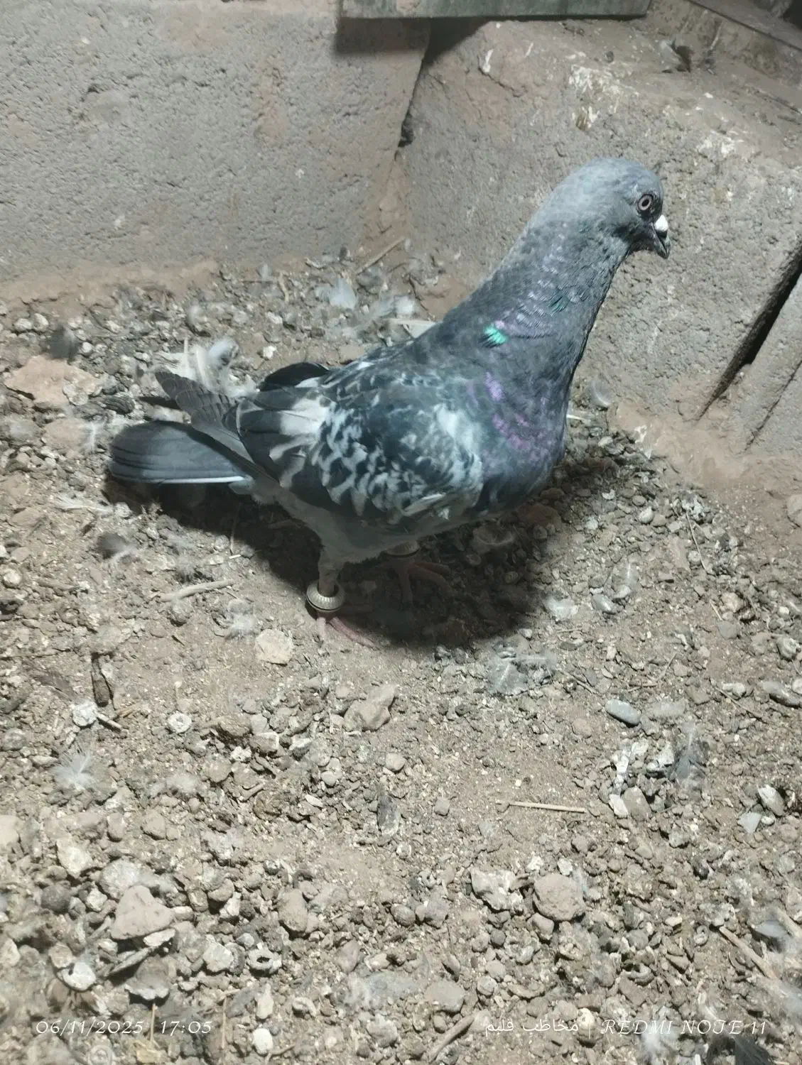 کبوتر|پرنده|قائن, |دیوار