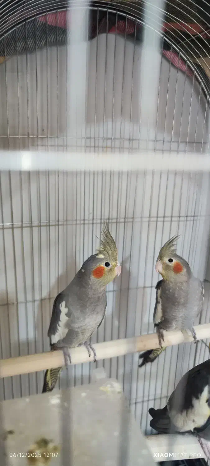 عروس هلندی|پرنده|چغادک, |دیوار