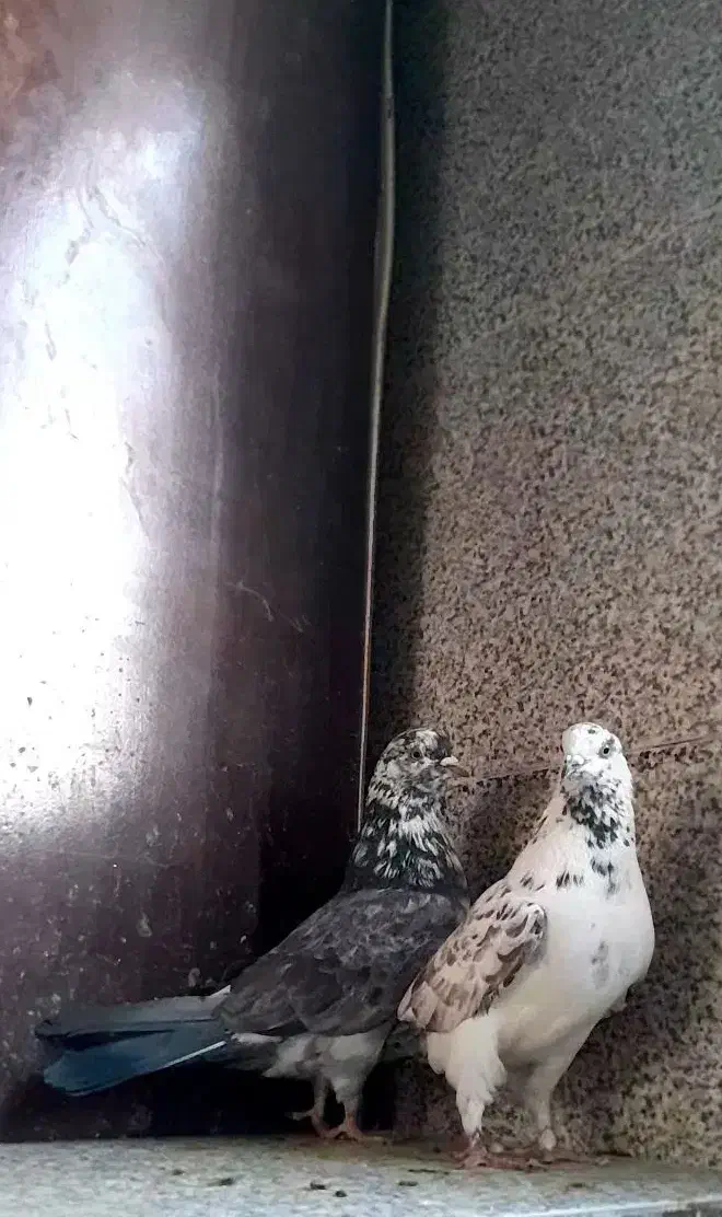 کفتر قاره پرشی|پرنده|ملایر, |دیوار