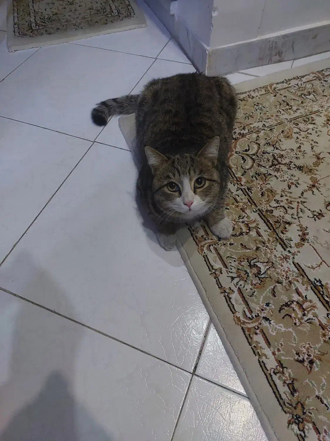 گربه پرشین|گربه|قزوین, |دیوار