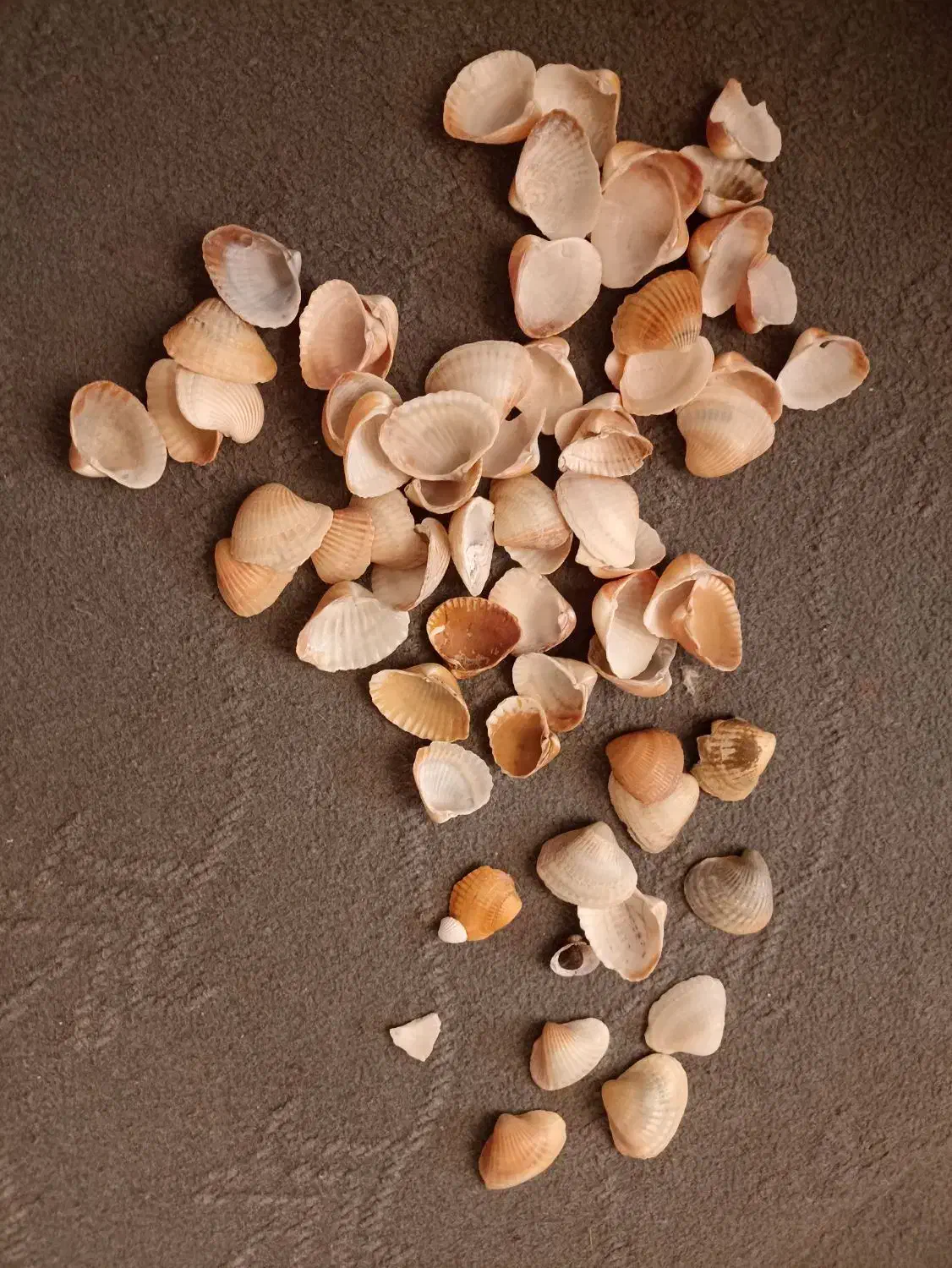 صدف دریا|ماهی|پارسآباد, |دیوار