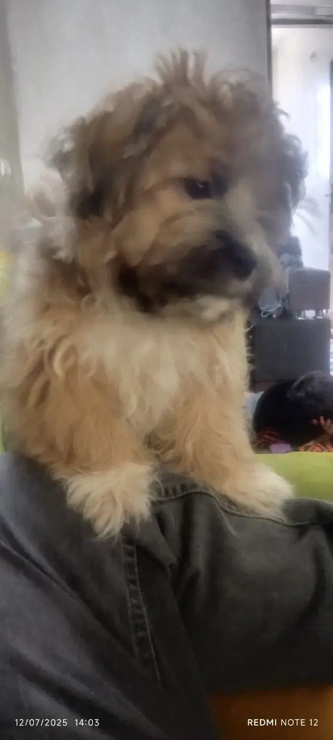 شیتزو خرسی|سگ|پاکدشت, پاکدشت (مامازند)|دیوار