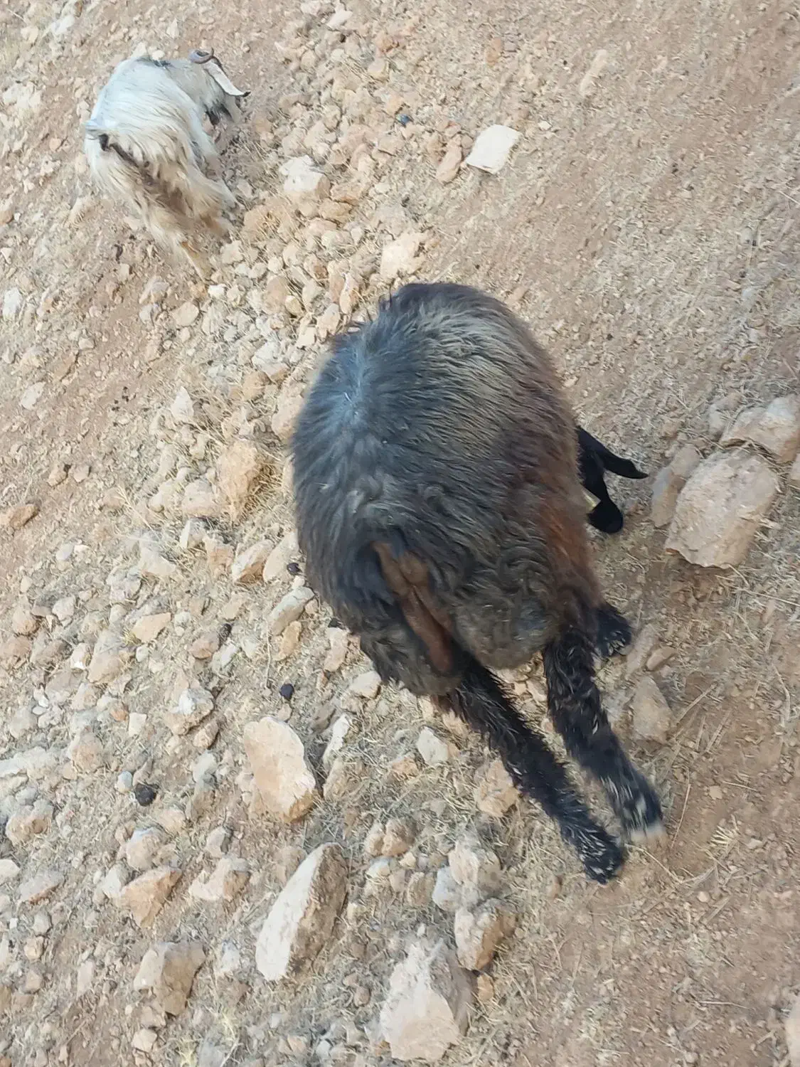 میش بره بیگ|حیوانات مزرعه|ناغان, |دیوار