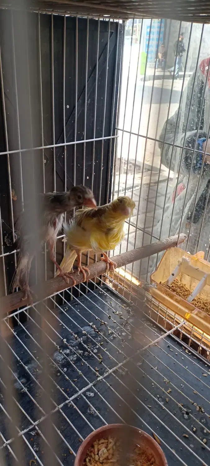 قناری جفت شده و کوتوله جفت رنگهای خاص|پرنده|مشهد, شهید آوینی|دیوار