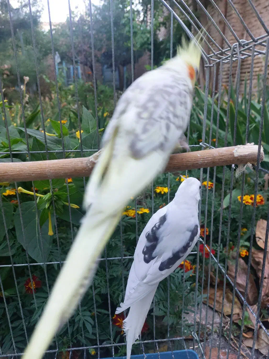 عروس هلندی مولد با سه جوجه سه هفته ای|پرنده|اهر, |دیوار