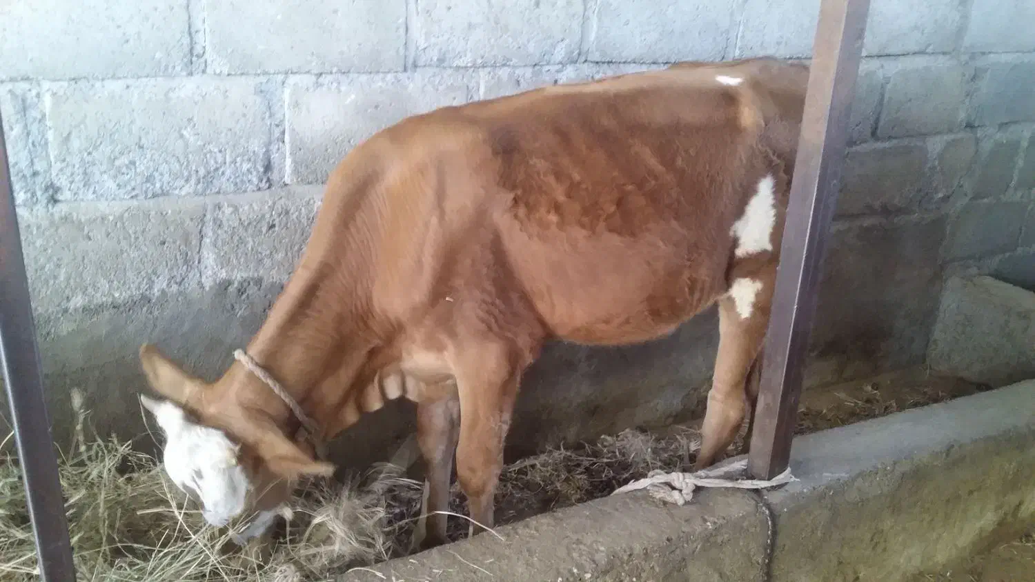 گوساله نر|حیوانات مزرعه|بیکاه, |دیوار