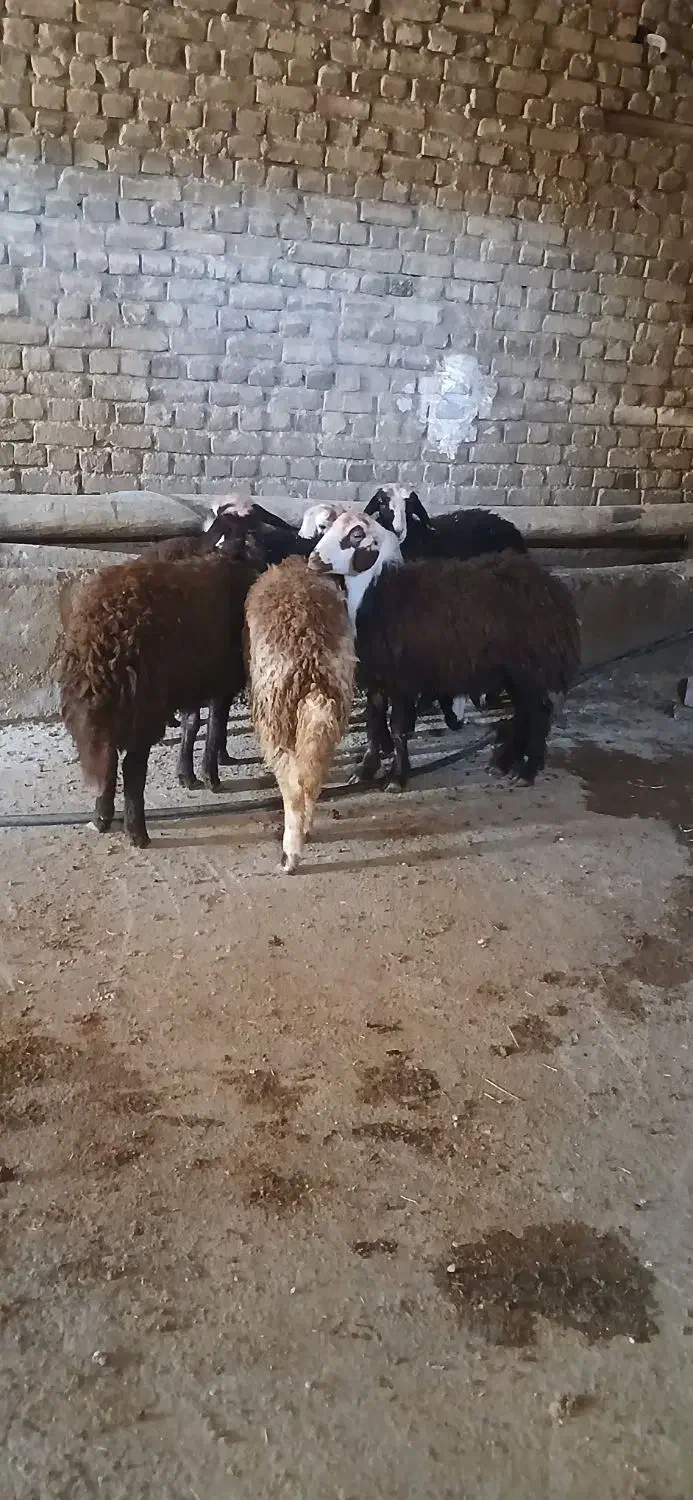 بره ماده شیشک افشار|حیوانات مزرعه|بروجرد, |دیوار