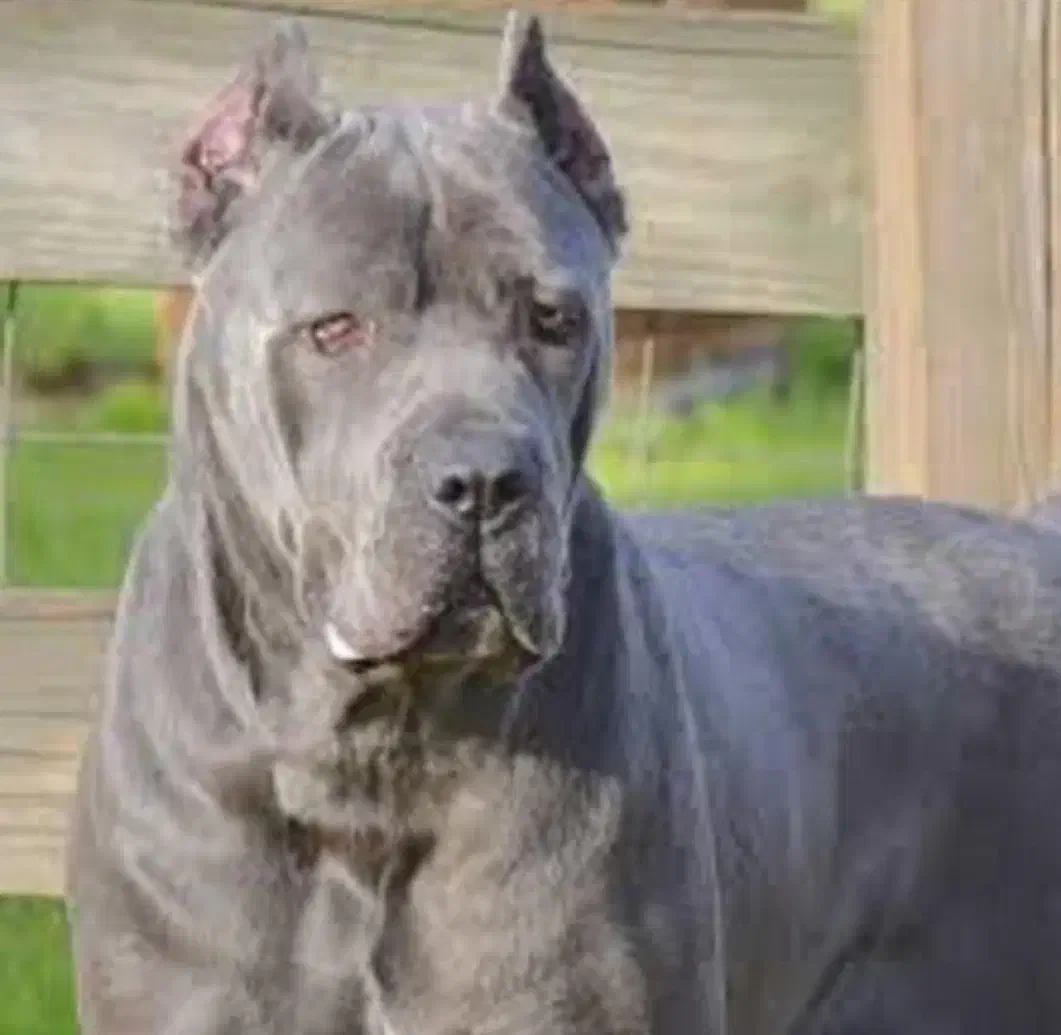 کنکورسو نر|سگ|خرمآباد, |دیوار