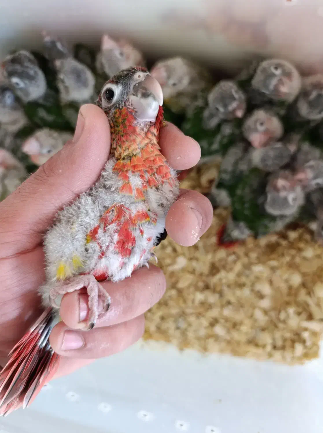 طوطی گرینچیک سرلاکی در رنگ های کلکسیونی|پرنده|قائمشهر, |دیوار