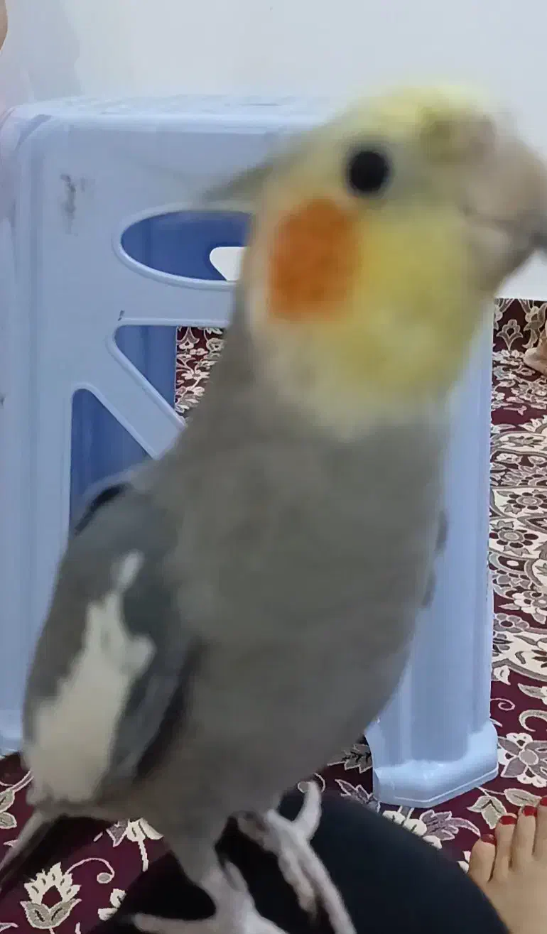 عروس هلندی|حیوانات|لیسار, |دیوار