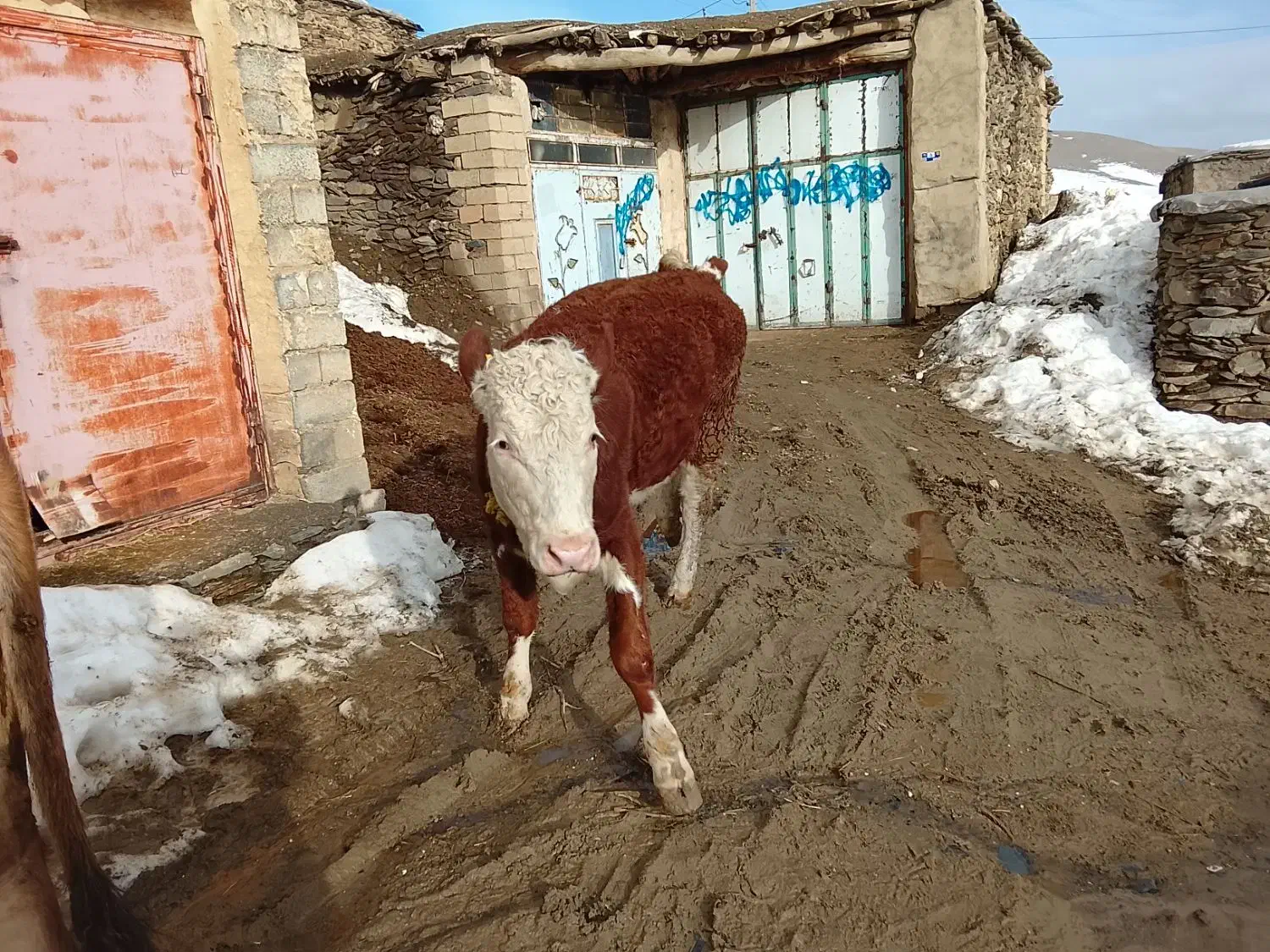 تلیسه|حیوانات مزرعه|خلیفان, |دیوار