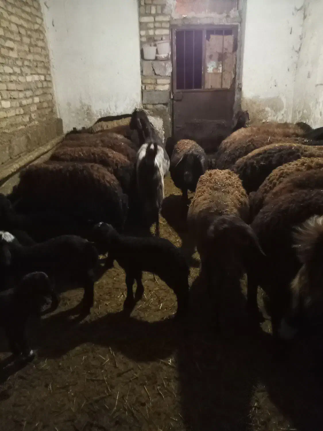 بزنژ دی،اوستن  الانم روزی یک،کیلوشیرمیده|حیوانات مزرعه|خلجستان, |دیوار