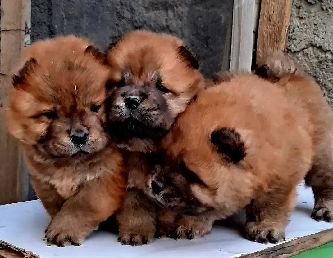 توله چاو چاو اصیل|سگ|کرمانشاه, |دیوار