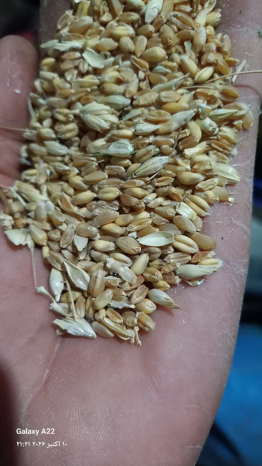 گندم|خوردنی و آشامیدنی|فاضل آباد, |دیوار