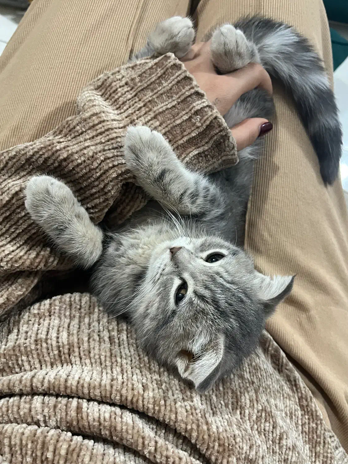 اسکاتیش فولد|گربه|ری, منصوریه منگل|دیوار