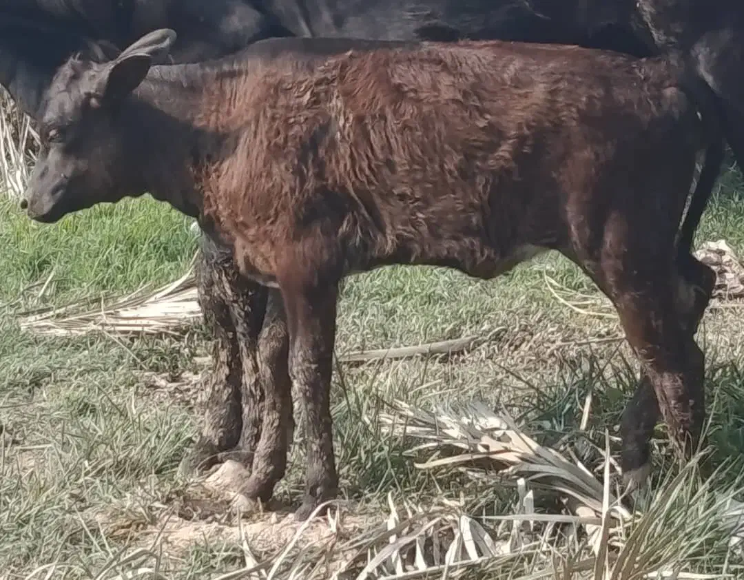 گاو گوساله گوسفند بز بره گاومیش در شادگان|حیوانات مزرعه|شادگان, |دیوار