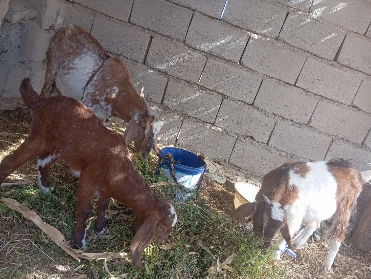 25ملیون|حیوانات مزرعه|سراوان, |دیوار