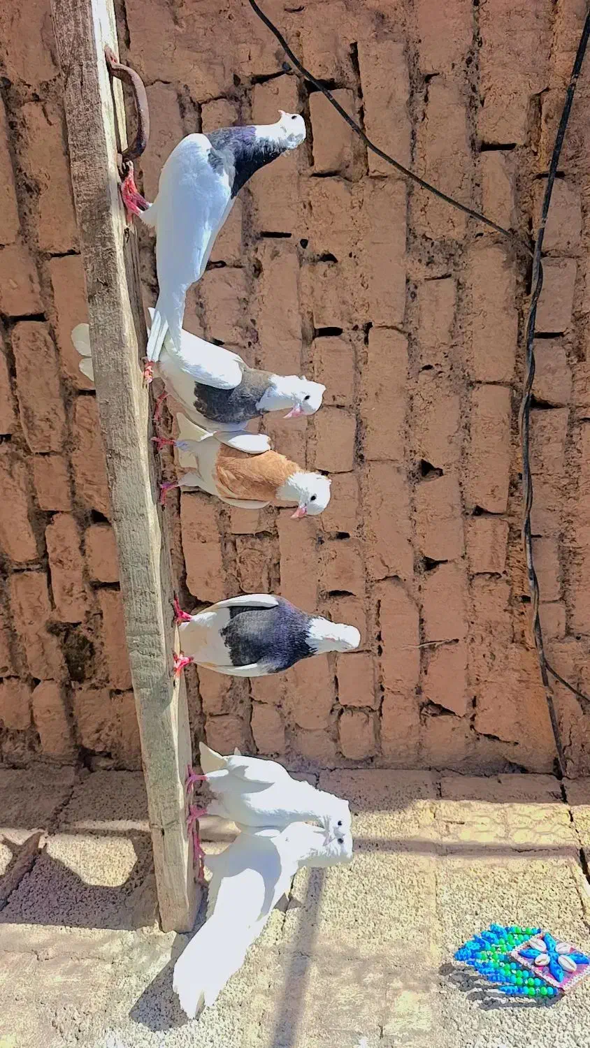 کبوتر طوقی|پرنده|تبریز, |دیوار