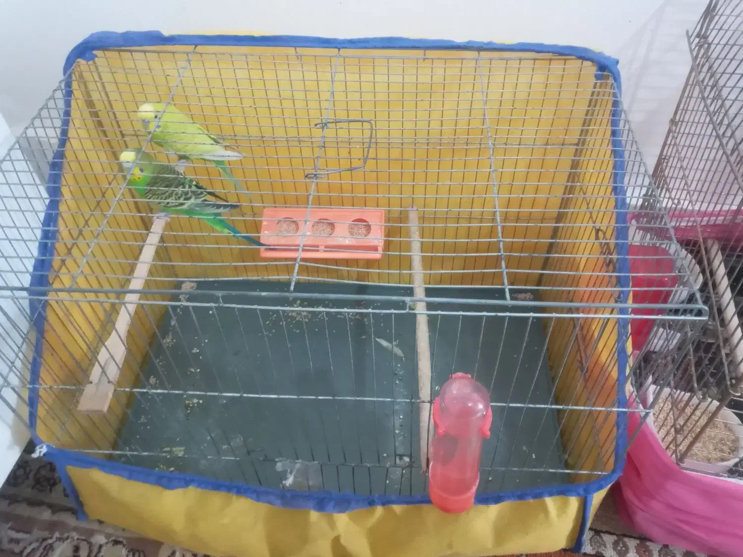 مرغ عشق نرو ماده بالغ|پرنده|ساوه, |دیوار