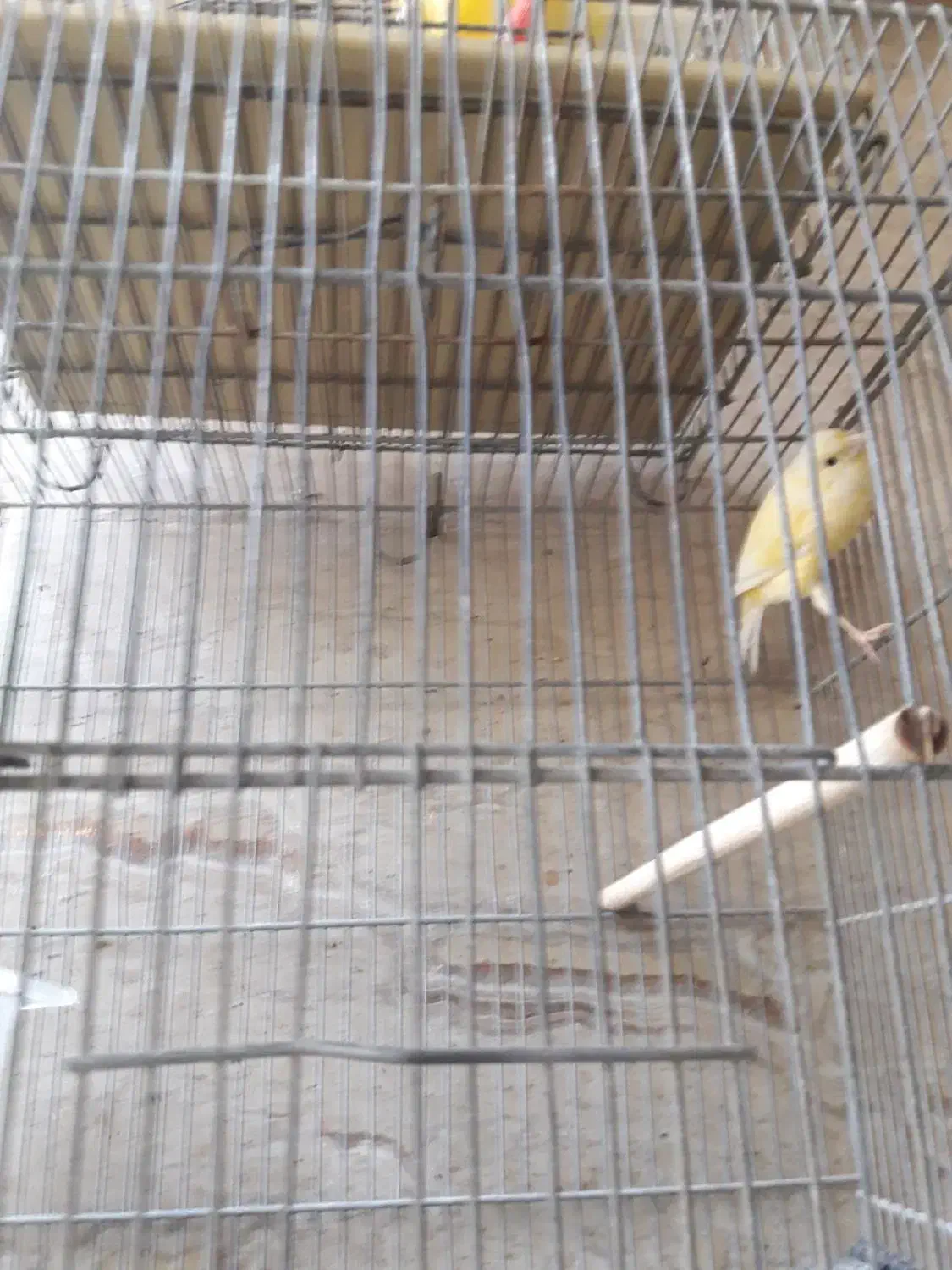 قناری نر بخون|پرنده|بندر ماهشهر, |دیوار