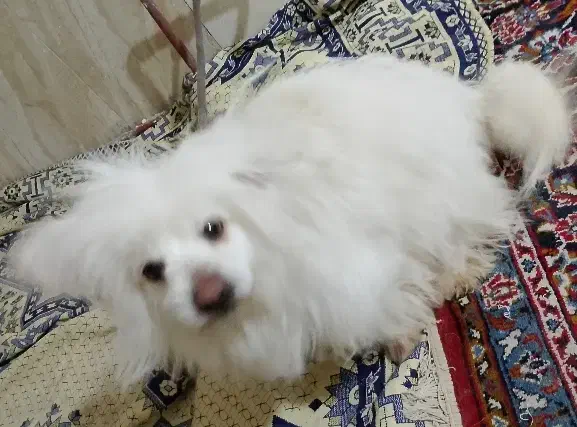 سگ گمشده|حیوانات|مشهد, علی آباد|دیوار