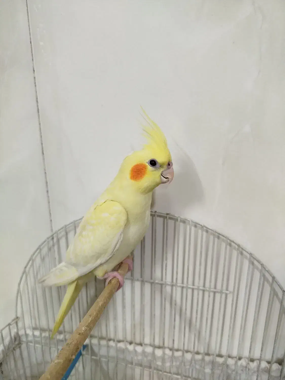 پرنده|پرنده|فاروج, |دیوار