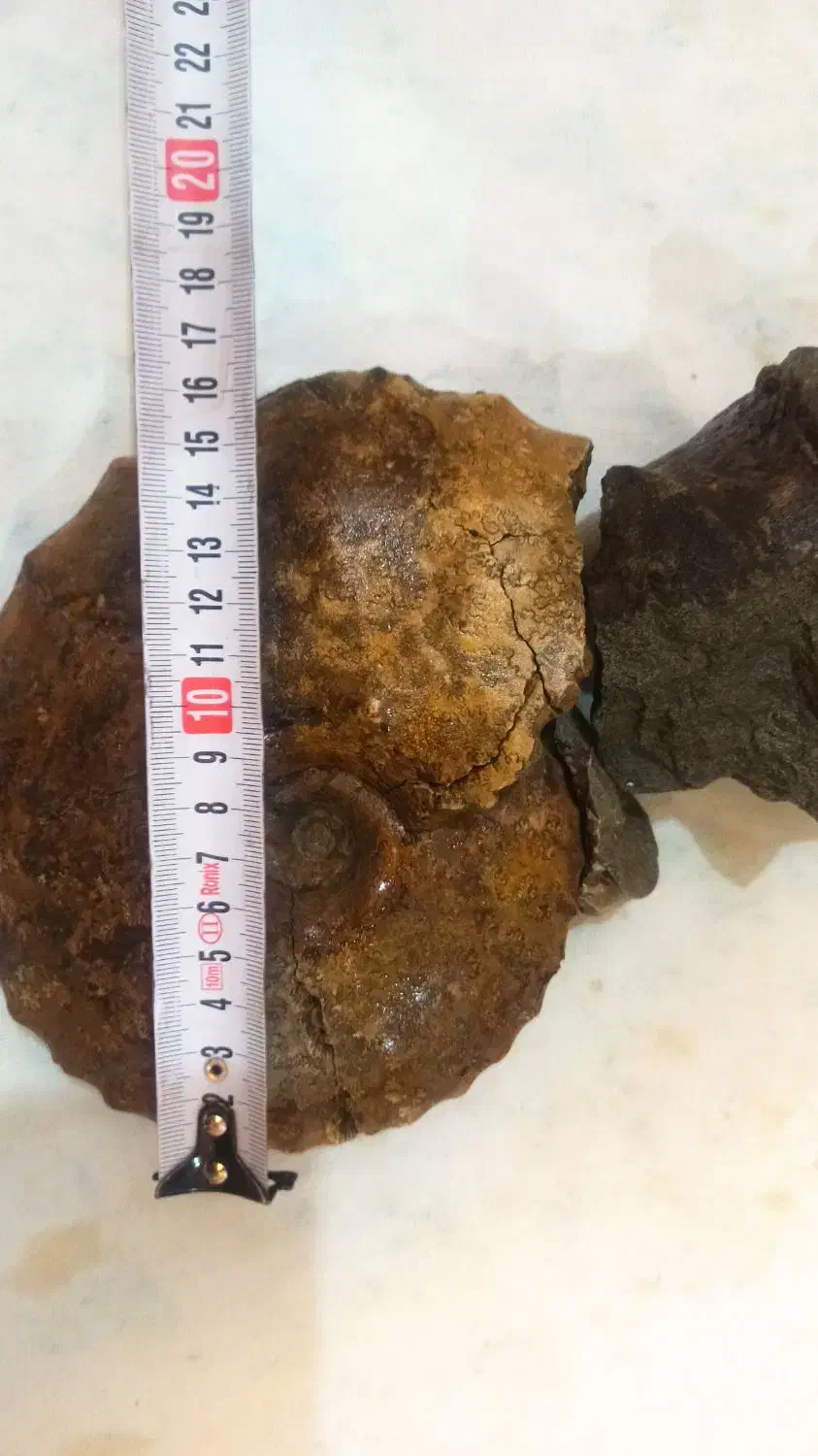 آمونیت ۱۵۰ میلیون ساله عطیقه|کلکسیون اشیاء عتیقه|شاندیز, |دیوار