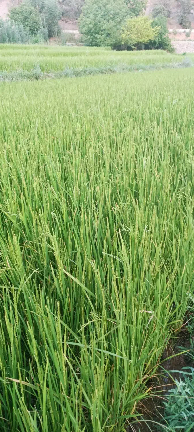 با سلام سه تا بز با ۴تا کهره با یه تیشتر|حیوانات مزرعه|پاتاوه, |دیوار