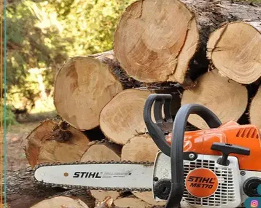 برش درخت و حرس کردن|خدمات باغبانی و درختکاری|خورموج, |دیوار