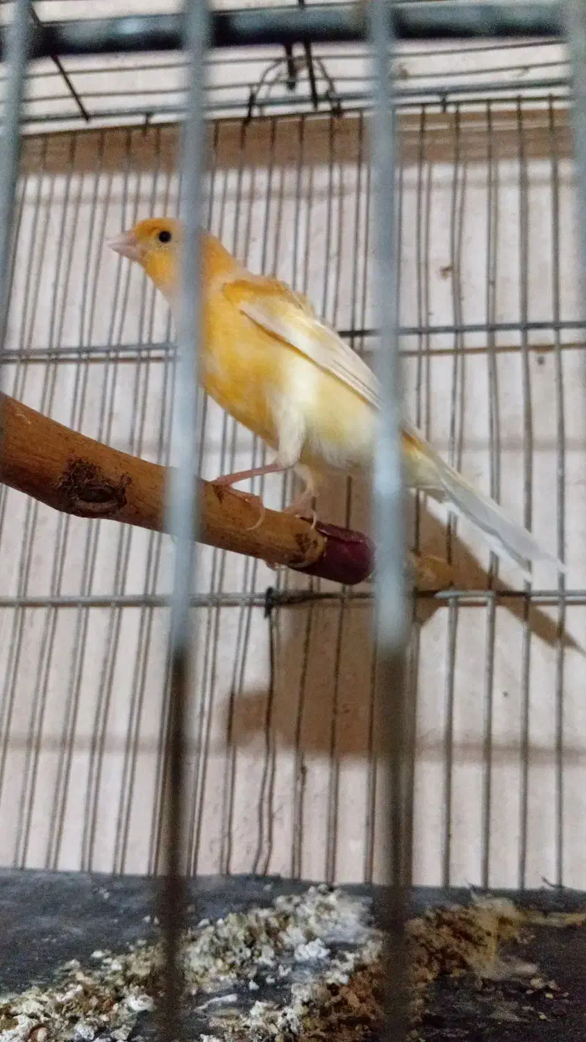 قناری نر|پرنده|گل تپه, |دیوار