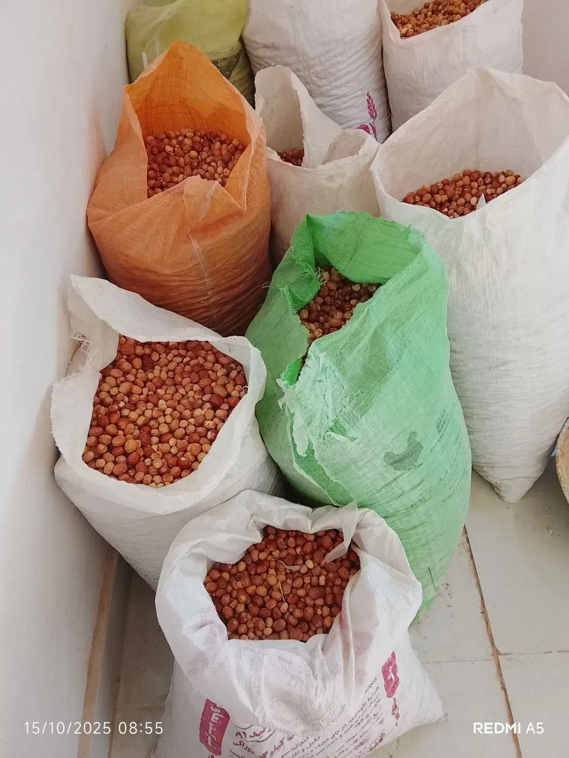 سنجد کوسرخ|خوردنی و آشامیدنی|کوهسرخ, |دیوار