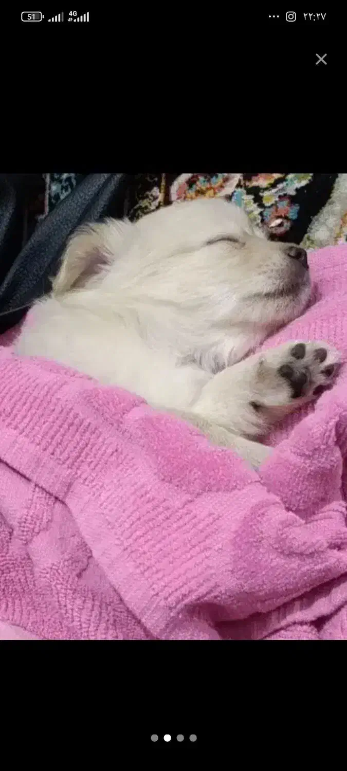 4ماهه|سگ|مشهد, نوده|دیوار