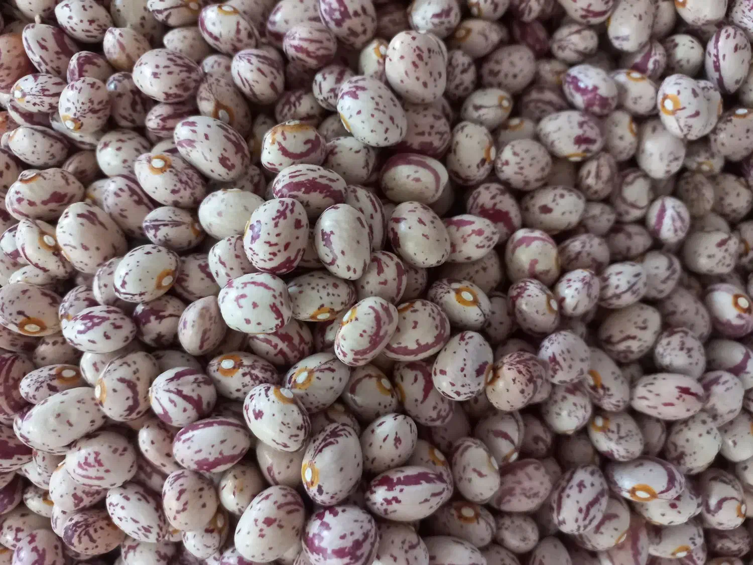 لوبیاچیتی|خوردنی و آشامیدنی|زنجانرود, |دیوار